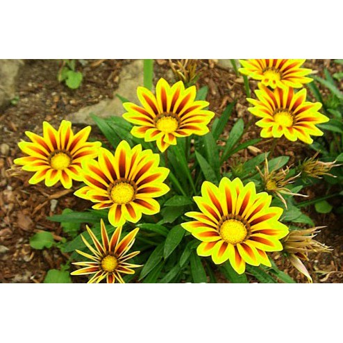 20 Hạt Giống Hoa cúc Gazania (cúc châu Mỹ)