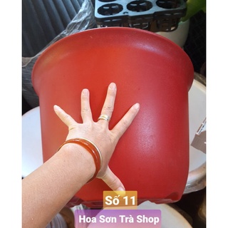 CHẬU NHỰA CỨNG trồng ỔI, TÁO, CHANH...