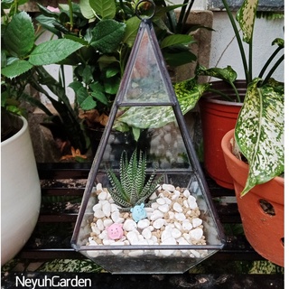 Sen đá Móng Rồng size to, cây đẹp khỏe - NeyuhGarden