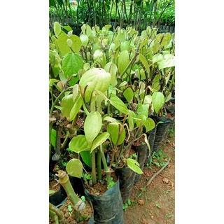 GIỐNG TIÊU SRYLANKA ( BẦU TO CÂY LỚN )