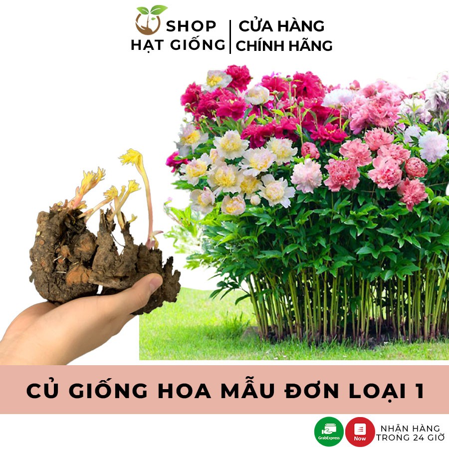 Củ hoa mẫu đơn cánh kép nhiều màu, củ cây hoa mẫu đơn đã nảy nhiều mầm