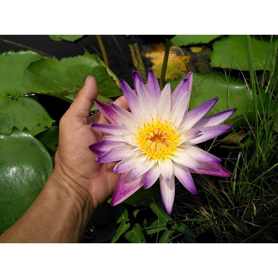 Cây to hoa súng thái lan màu Tím Trắng Purple Joy V-14