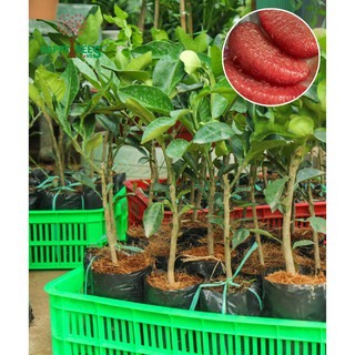 Cây bưởi ruột đỏ rubi thái lan