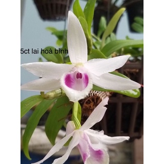 Phi điệp 5ctpt lai 5ctho