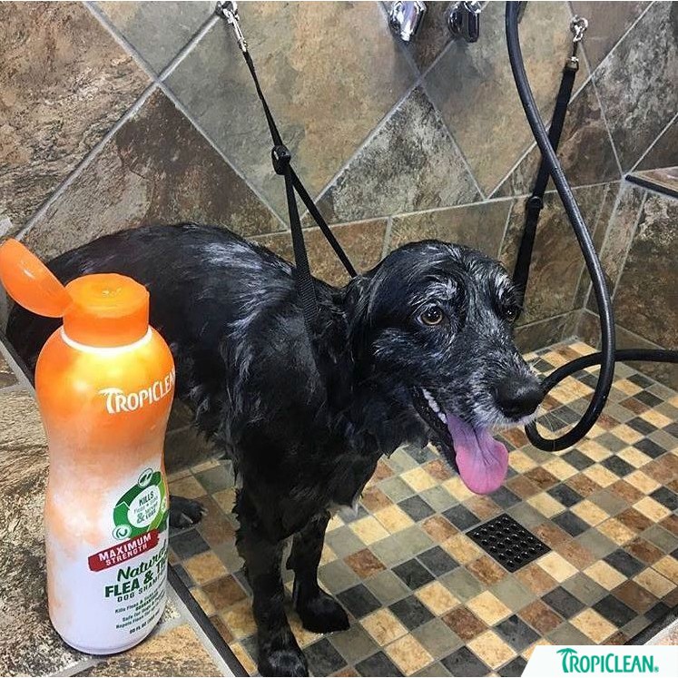 Sữa tắm thiên nhiên phòng và trị ve rận bọ chét cho Chó TropiClean Natural Kill Fleas Flea & Ticks 592ml