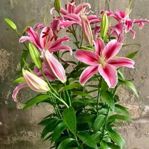 Củ ly cao Hà Lan thơm siêu hoa mix đủ màu