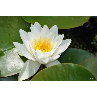 Cây hoa súng kép trắng Thái lan