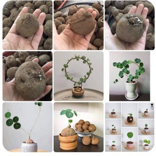 Củ Bình Vôi Thái (4 size củ)