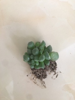 Sen đá lá khối (cây 3cm)
