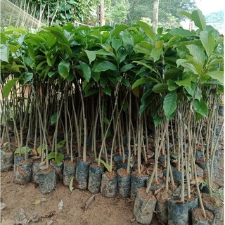 3 Cây Giống Dổi Nếp Rừng Lấy Hạt, Dổi Nếp Ghép Dổi Nếp Thực Sinh Bầu Đất 1kg Cây Cao Khỏe