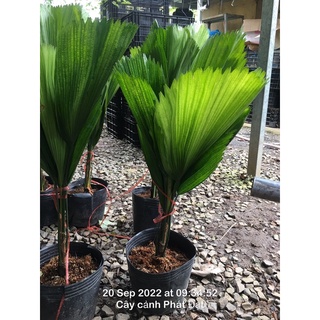 Cây cọ nhật