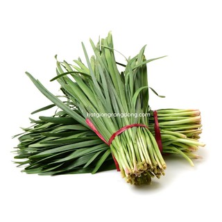 Hạt Giống Hẹ Tây Rado 521 Rạng Đông Gói 1g