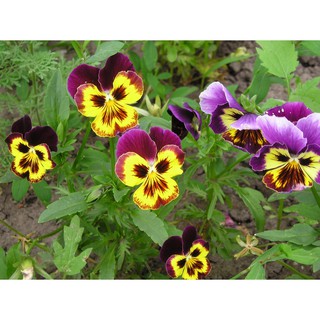 Hạt Giống Hoa Pansy Mix