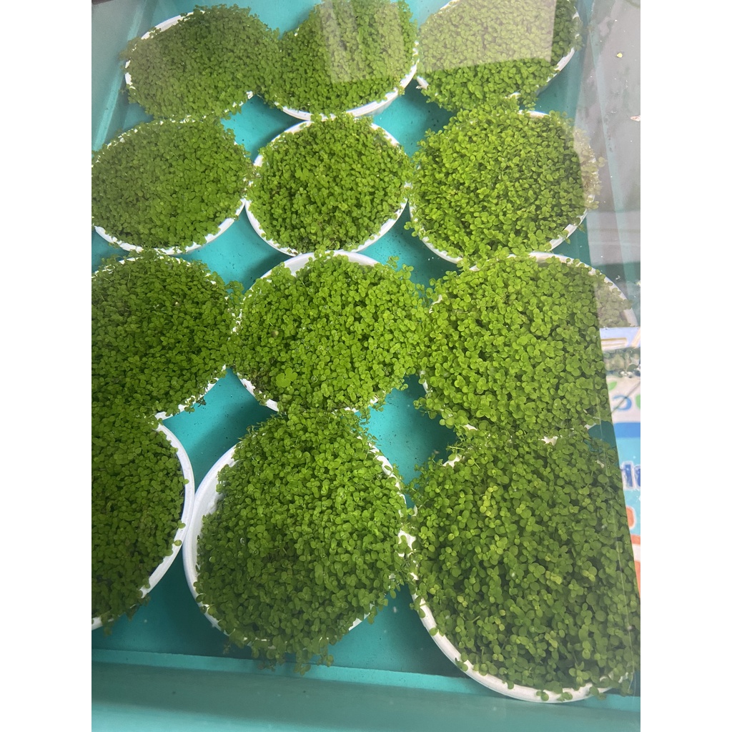 TRÂN CHÂU NGỌC TRAI lá nước - Cốc