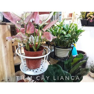 Giỏ sắt treo cây, hoa ban công