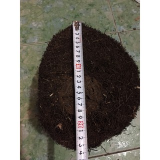 Cặp dớn ghép lan đường kính trên 20cm cao 10 cm