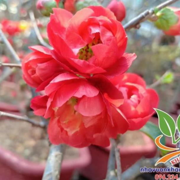 Cây giống hoa mai đỏ ra hoa quanh năm  - Nhà Vườn Khánh Võ