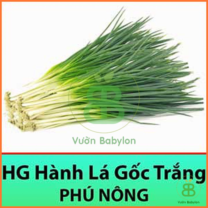 Hạt Giống Hành Lá Cao Sản 2Gr Dễ Trồng, Nhanh Thu Hoạch