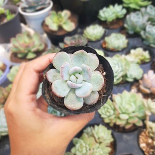 Sen đá Bé Mập, Echeveria Monroe