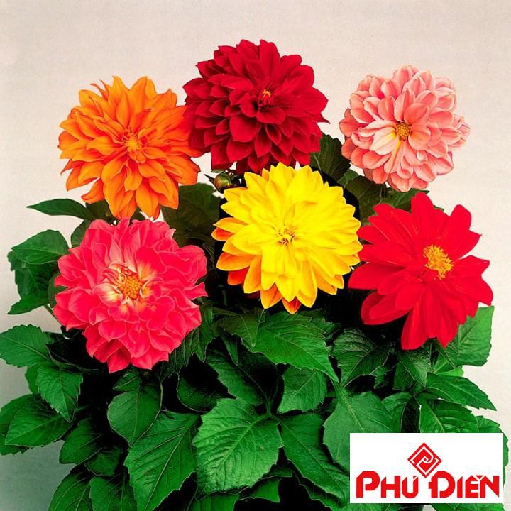 hạt giống hoa thược dược lùn 40 hạt PHÚ ĐIỀN