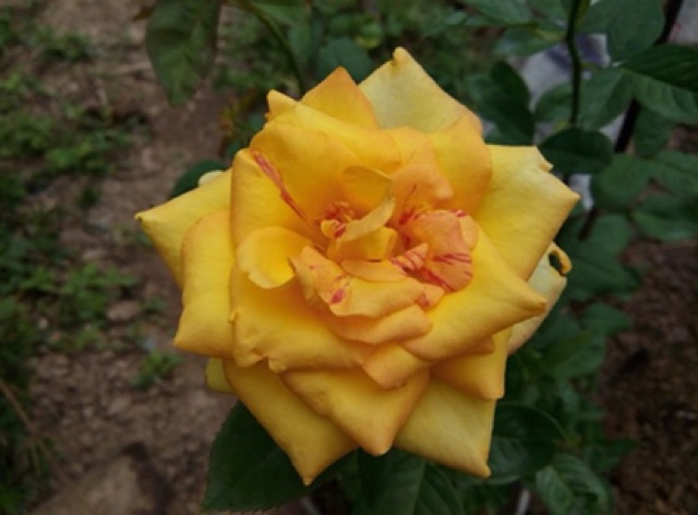Hồng vàng thơm