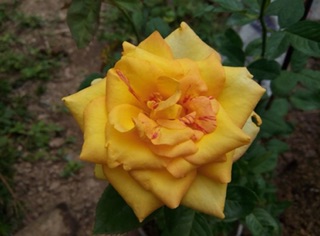 Hồng vàng thơm (hồng vàng nghệ)