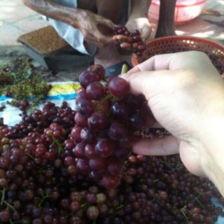 MẬT NHO CHAI NHỰA