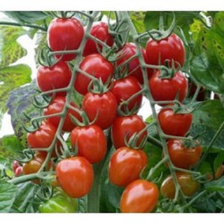 Hạt giống cà chua bi F1