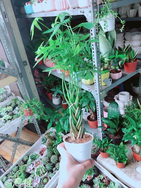 Chậu Kim Ngân 5 Thân Nhỏ