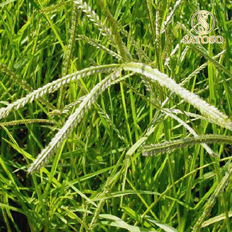 Cỏ mần trầu khô thơm sạch giúp mượt tóc, mát gan, lợi tiểu SATOSO 1kg SA73