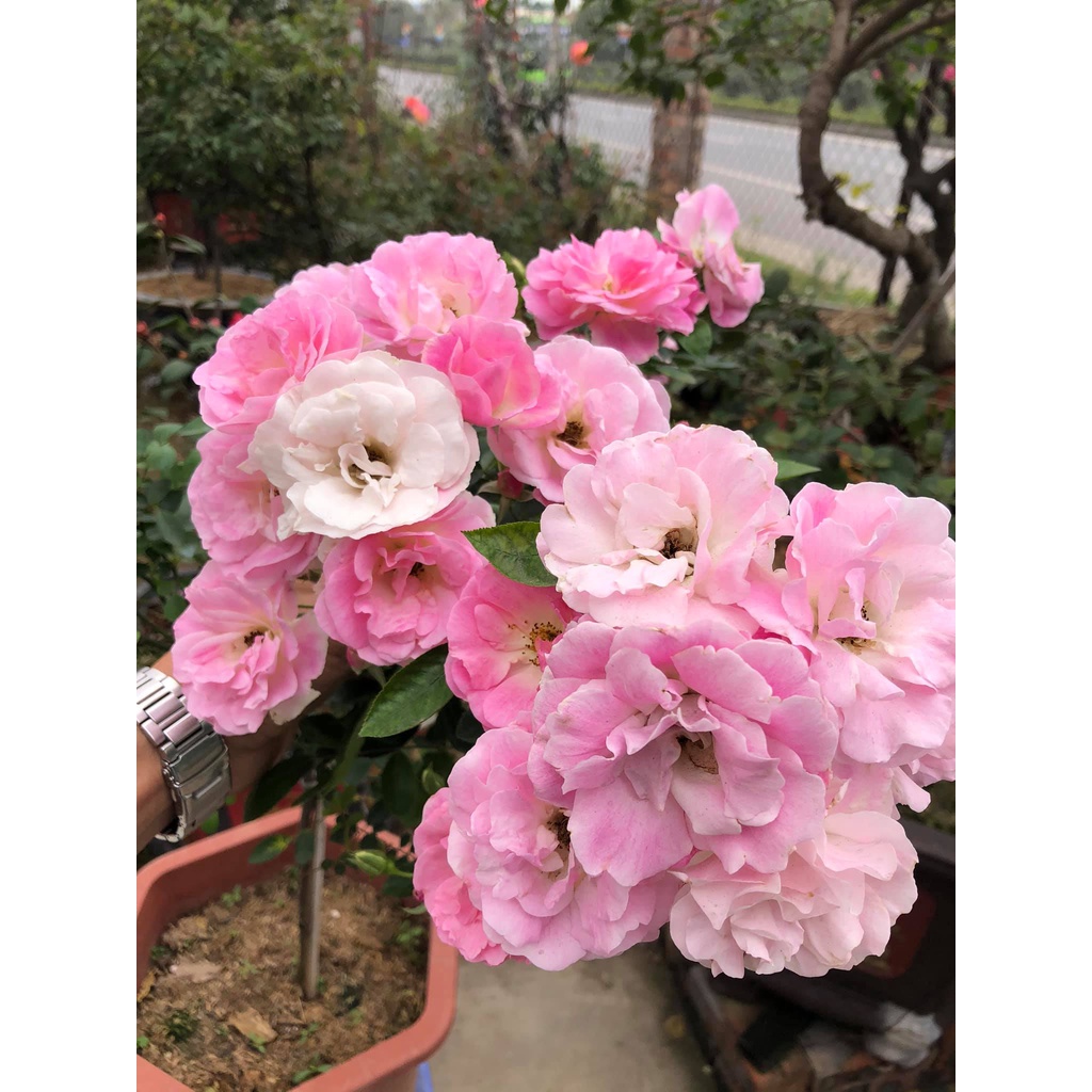 Hoa Hồng Thân Gỗ Summer Snow Màu Trắng Tuyết-Hoangoaimelinh