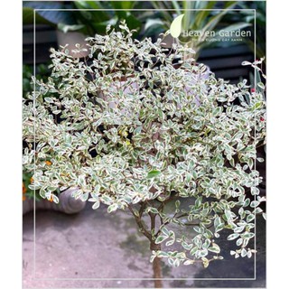 Cây bàng nhật dáng tree cẩm thạch
