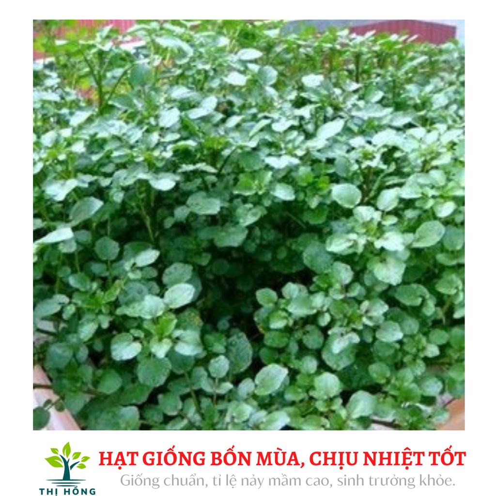Hạt giống rau cải xoong 1g