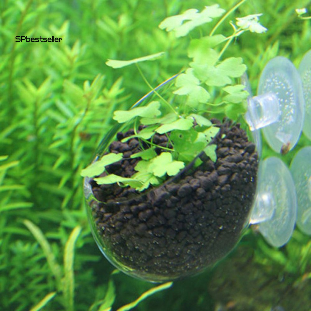 Chậu cây thủy tinh cho hồ cá kiểng