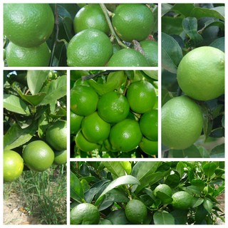 Cây giống chanh không hạt dòng quả chùm siêu năng suất, cam kết giống chuẩn