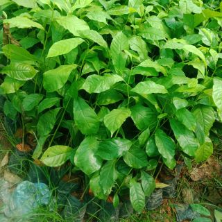 Cây  dổi giống