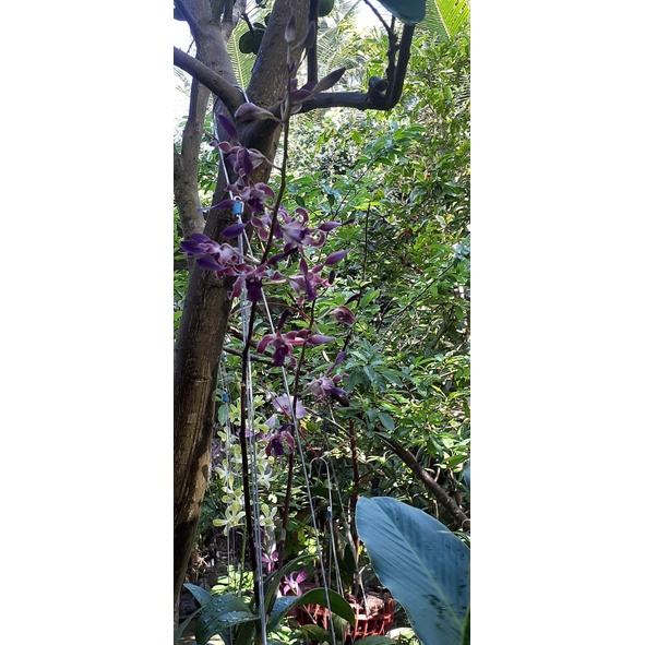 Hoa Lan Dendro Nắng Bò Tím, chậu cây trưởng thành, sắp ra hoa, chậu nhiều thân, cây khỏe tươi đẹp