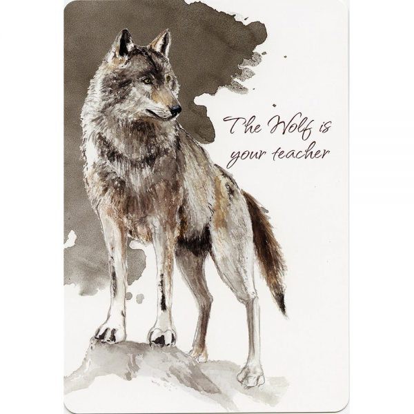 Bộ Bài Power Animals Spirit Guide (Mystic House Tarot Shop) - Bài Gốc Authentic Chính Hãng 100%