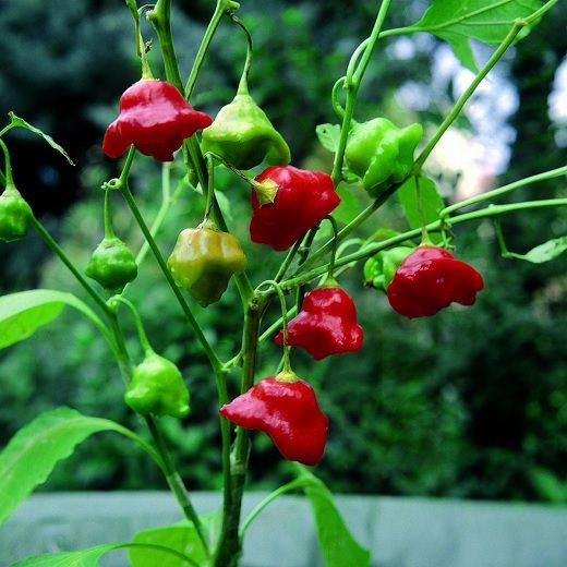 30 Hạt giống Ớt Hoa Hồng
