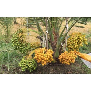 Chà là lùn siêu quả