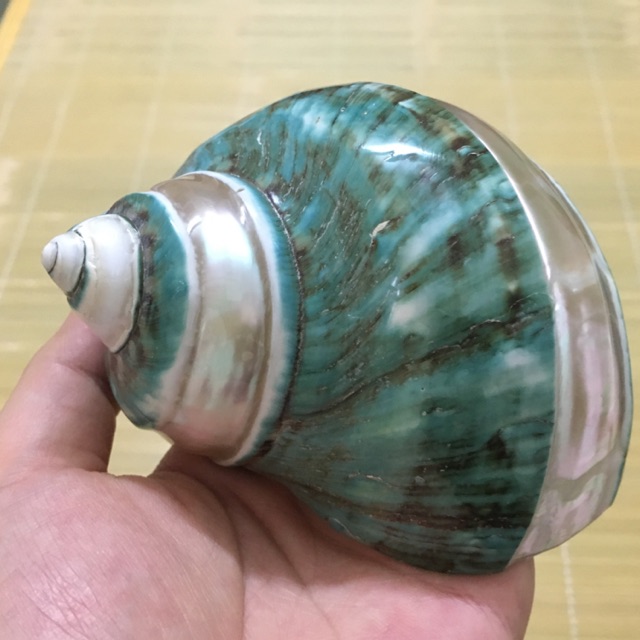 Vỏ ốc xà cừ xanh