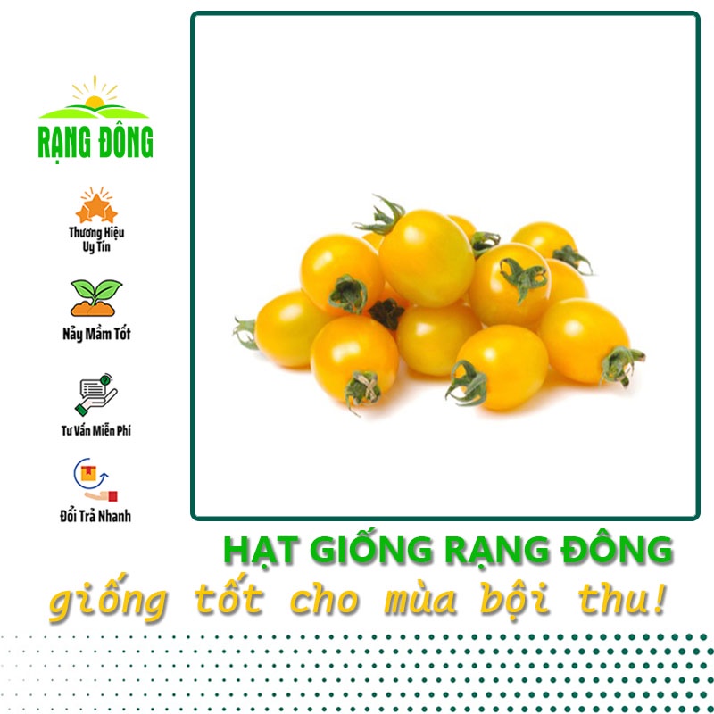 Hạt giống Cà Chua Cherry Vàng lai F1, trái sai, sinh trưởng vô hạn (gói 0,1 gr) - Hạt giống Rạng Đông