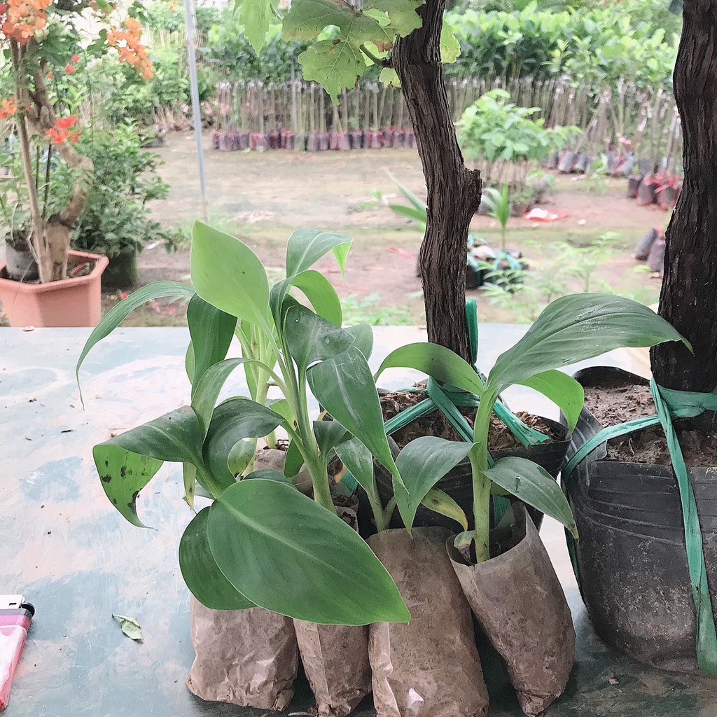 CÂY CHUỐI MINI  LOAI NHO