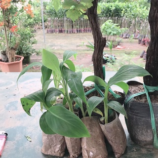 CÂY CHUỐI MINI  LOAI NHO