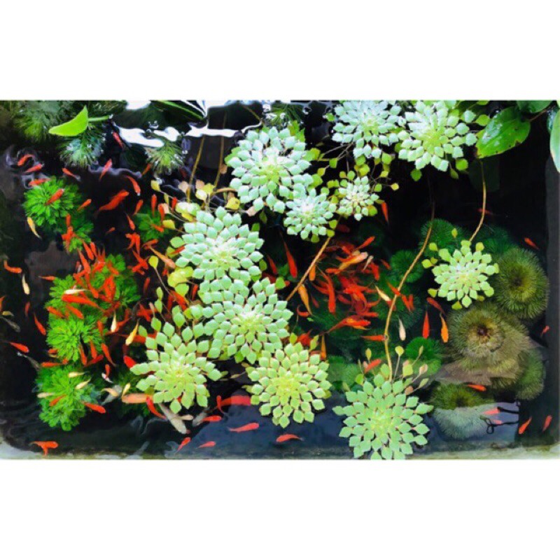 Ấu thái thủy sinh đẹp dễ trồng - 1 cây