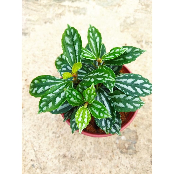 Chậu cứng kiểng lá - Bộ sưu tập sức sống xanh