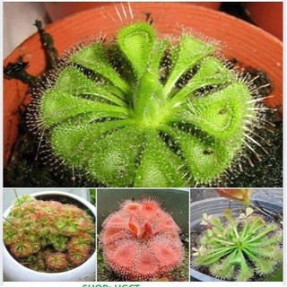Hạt Giống Cây Ăn Thịt Bắt Mồi Gọng Vó - Gói 10 Hạt ( kèm 3 viên nén sơ dừa ươm hạt )