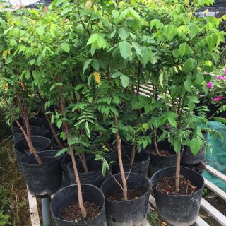 Cây 🌲 khế Thái.... đang trái