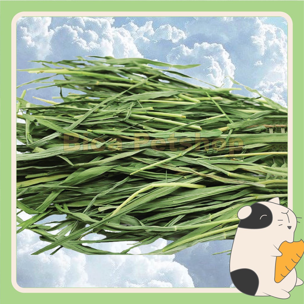 Cỏ khô lúa mì 250g cho thỏ, chuột lang, chinchilla,...