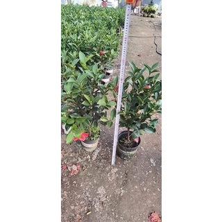cây trà tứ quý